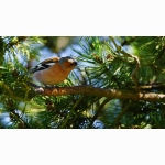 20200409 Buchfink DSC08504 (1).jpg